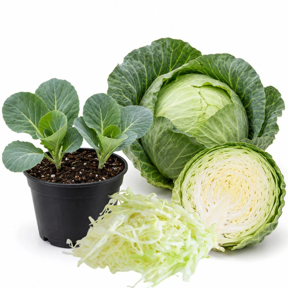Cabbage Live Seedlings - 2 Plants, 4-Inch Pot - Starter Vegetable Garden Plants - Image 1