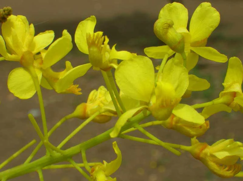 Caesalpinia velutina Totoposte Seeds - Palo Colorada Rare Plant, 5 Seeds - Image 1