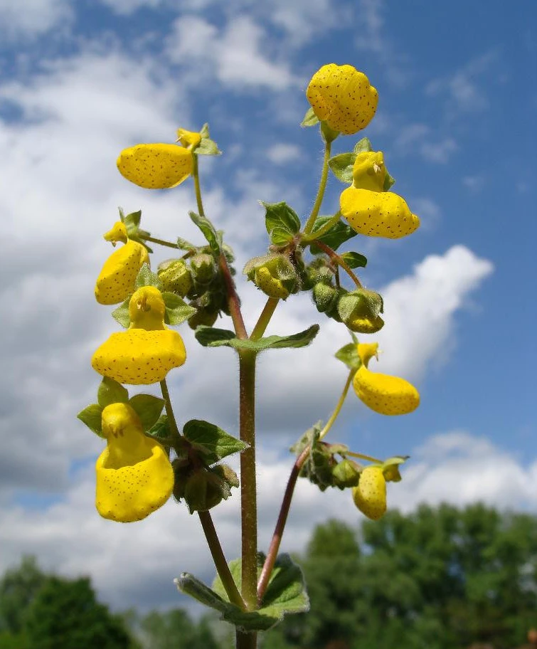 Calceolaria corymbosa floccosa Seeds - 20 Perennial Flower Seeds - Image 1