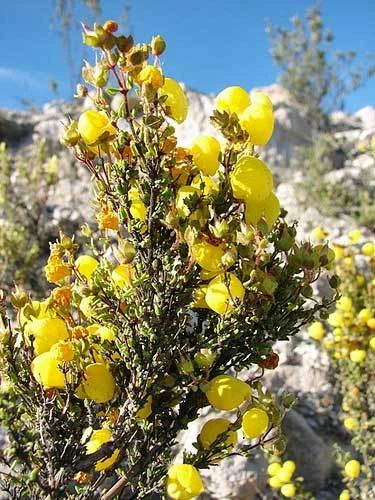 Calceolaria Inamoena Kraenzl Seeds - Perennial Flower Seeds - 20 Count - Image 1