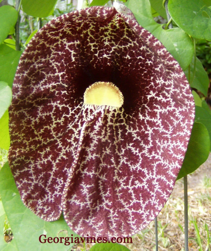 Calico Flower Vine Seeds - Aristolochia elegans - 20 Seeds - Unique Butterfly Host Plant - Image 1