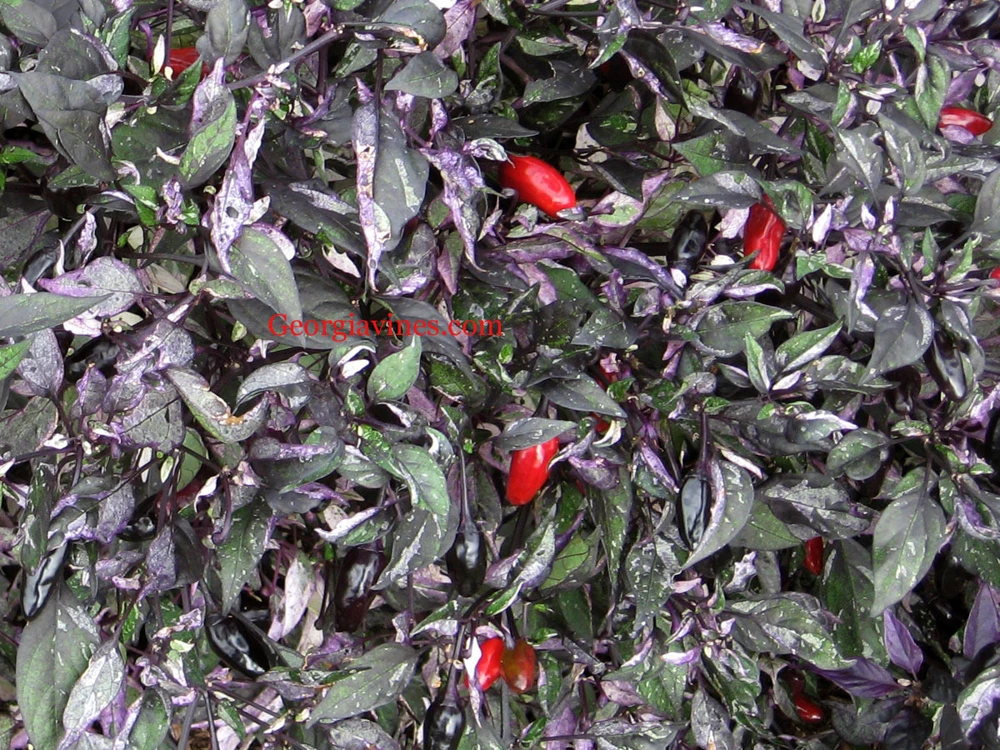 Calico Pepper Seeds - Edible Ornamental Capsicum Annuum - 15 Seeds - Image 1