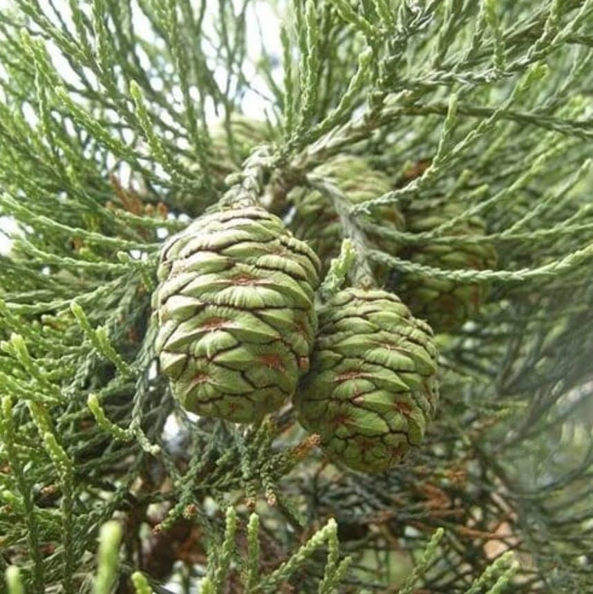 California Redwood Tree Live Plant - Sequoia sempervirens - 3 inch Pot - Fast Growing Evergreen Conifer - Image 1