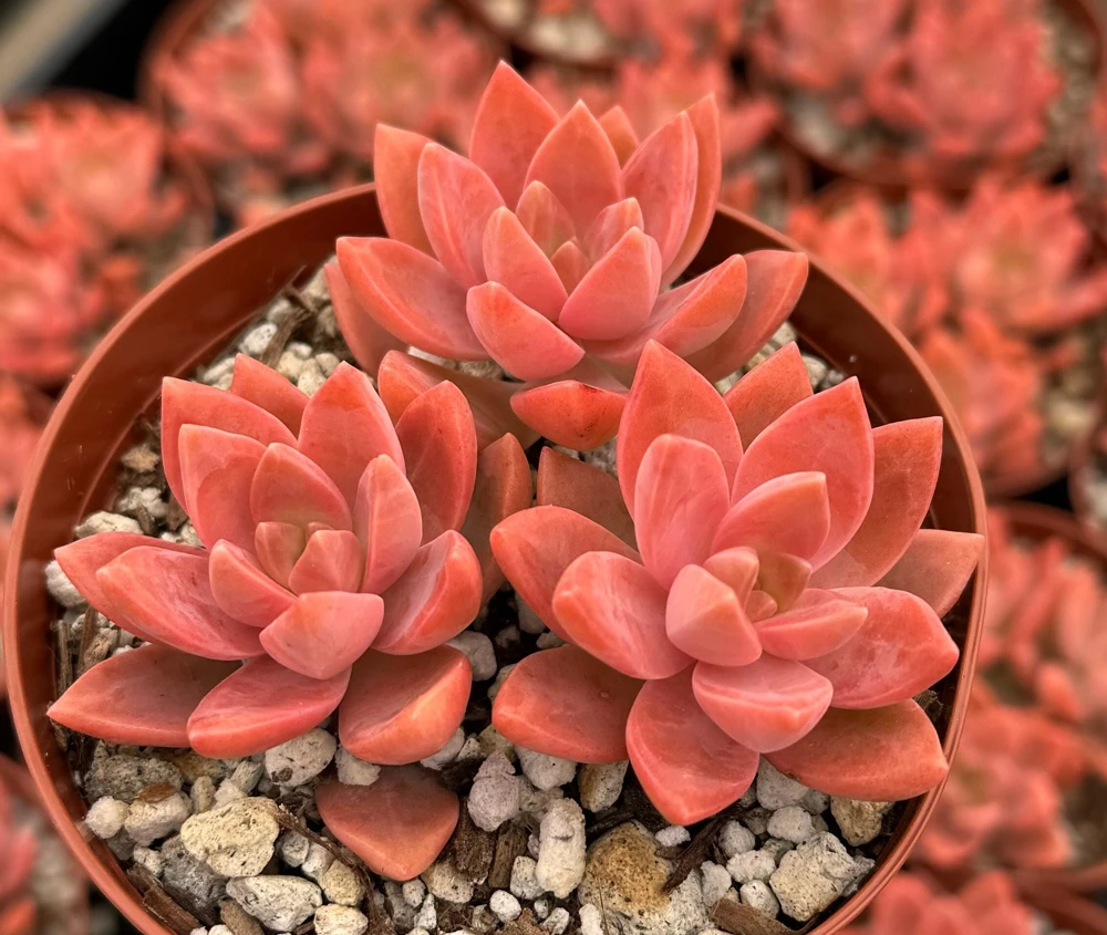 California Sunset Graptosedum Live Plant - Pink Succulent in 2" or 4" Pot - Image 1