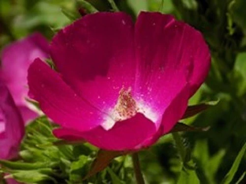 Callirhoe involucrata Purple Poppy Mallow Seeds - 10 Seeds Perennial - Image 1