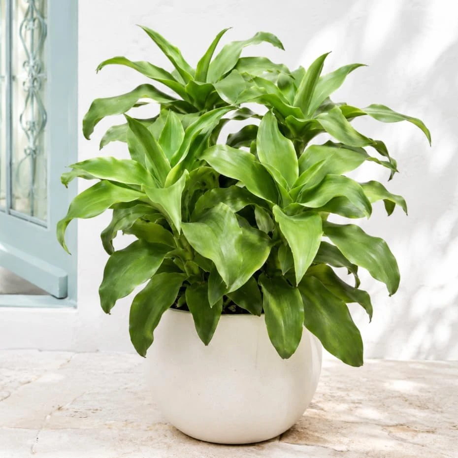 Callisia Fragrans Basket Live Plant – Small Easy Care Indoor Houseplant - Image 1