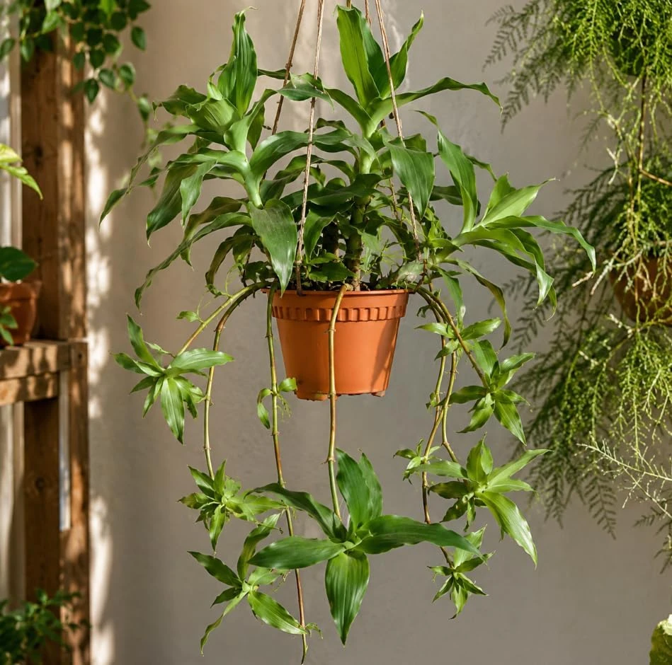 Callisia Fragrans Basket Plant Live Plant – Easy Care Indoor Succulent - Image 1