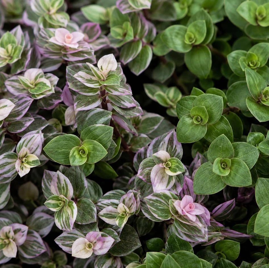 Callisia Repens Live Plant - Miniature Wandering Jew Trailing Houseplant, 4 Inch Pot Size - Image 2