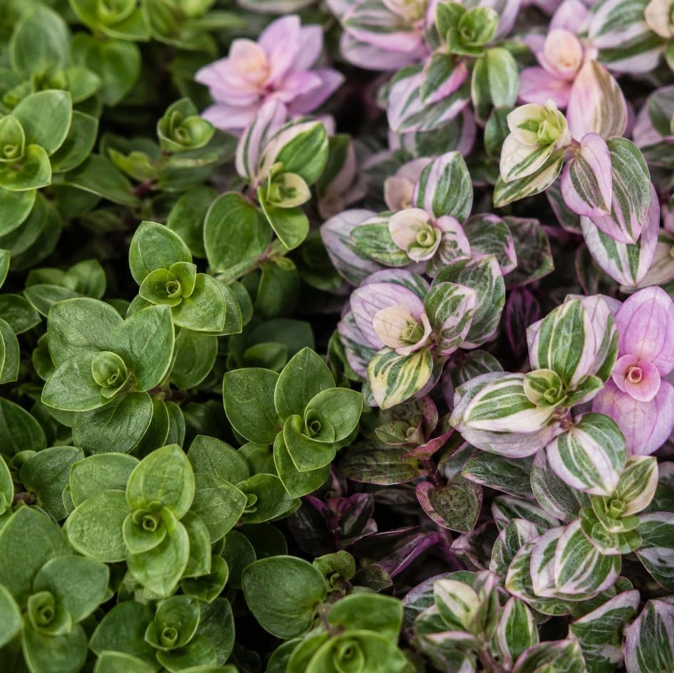 Callisia Repens Live Plant - Miniature Wandering Jew Trailing Houseplant, 4 Inch Pot Size - Image 4
