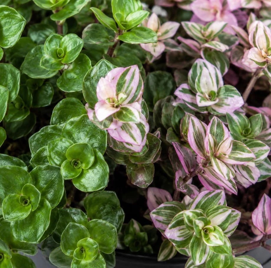 Callisia Repens Live Plant - Miniature Wandering Jew Trailing Houseplant, 4 Inch Pot Size - Image 5