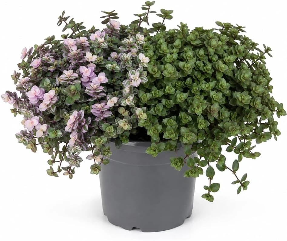 Callisia Repens Live Plant - Miniature Wandering Jew Trailing Houseplant, 4 Inch Pot Size - Image 1