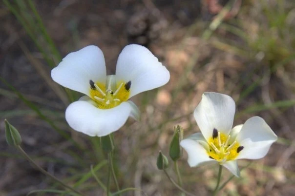 Calochortus Leichtlinii Mariposa Lily Seeds - 10 Count Perennial Flower Seeds - Image 1
