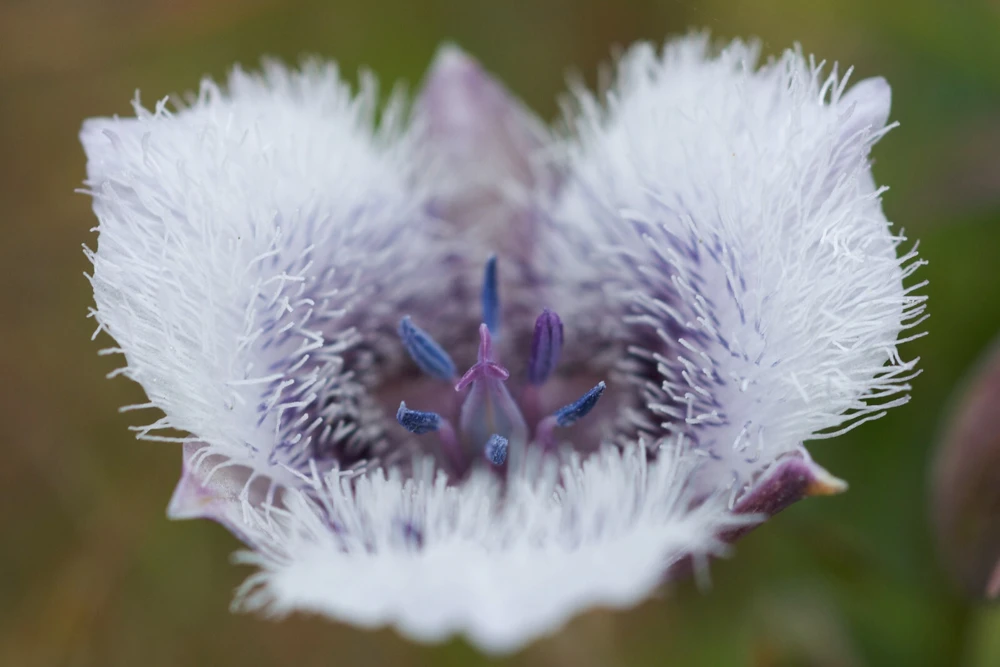 Calochortus tolmiei Seeds - Tolmie Star-Tulip Pussy Ears, 10 Seed Pack - Image 2