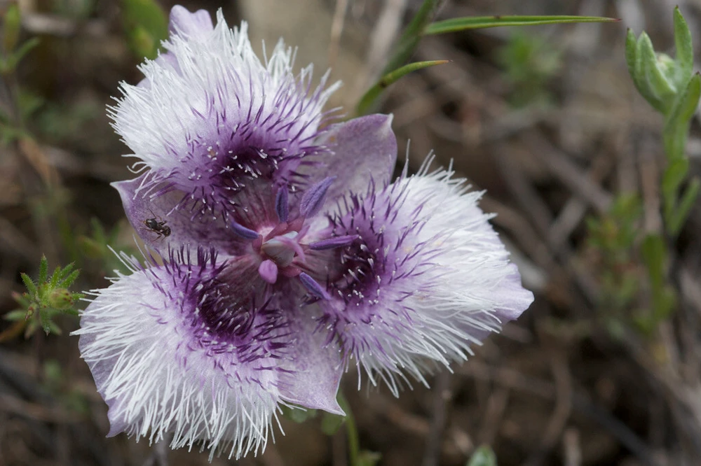 Calochortus tolmiei Seeds - Tolmie Star-Tulip Pussy Ears, 10 Seed Pack - Image 1