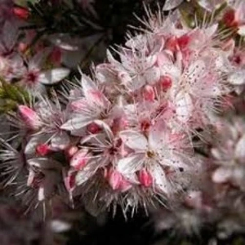 Calytrix Tetragona Seeds - Common Fringe Myrtle Bush & Shrub Seeds (10 Seeds) - Image 2