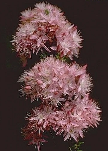 Calytrix Tetragona Seeds - Common Fringe Myrtle Bush & Shrub Seeds (10 Seeds) - Image 1