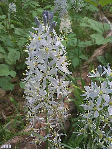 Camassia scilloides Wild Hyacinth Seeds – 20 Count – Perennial Flower Seeds - Image 1
