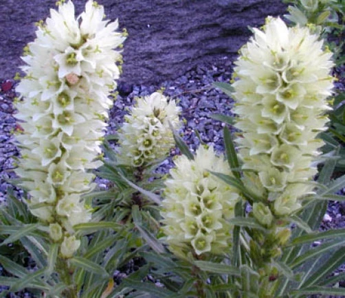 Campanula Thyrsoides Yellow Bellflower Seeds - 15 Seeds Pack - Perennial Flower Seeds - Image 2