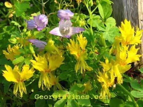 Canary Bird Vine Seeds - Tropaeolum peregrinum - 10 Seed Pack - Perennial - Image 1