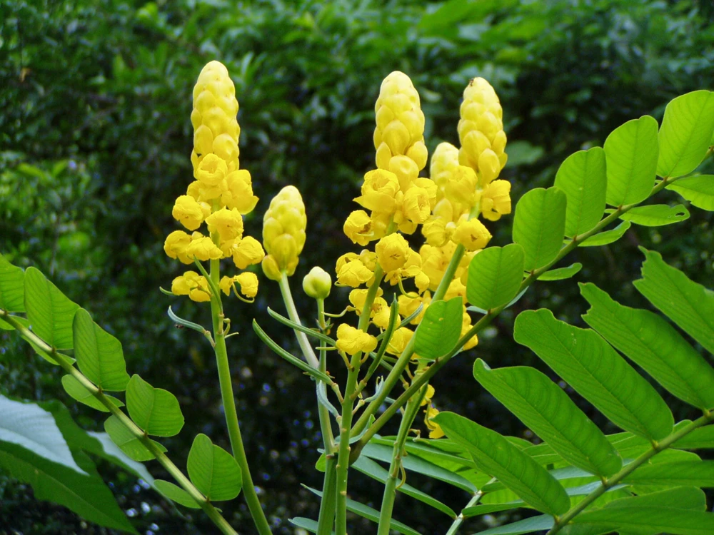 Candelabra Plant Seeds – Cassia alata Empress – 10 Seeds – Outdoor Bush - Image 1