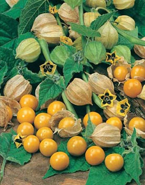 Cape Gooseberry Seeds - Physalis peruviana - 10 Count Fruit Seeds - Image 1
