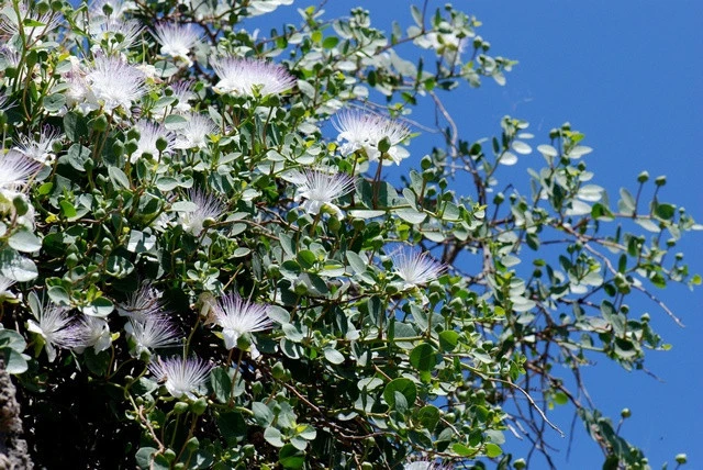 Caper Bush Seeds (Capparis spinosa) - 20 Seeds - Culinary Herb - Image 2
