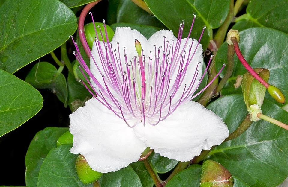 Caper Bush Seeds (Capparis spinosa) - 20 Seeds - Culinary Herb - Image 1