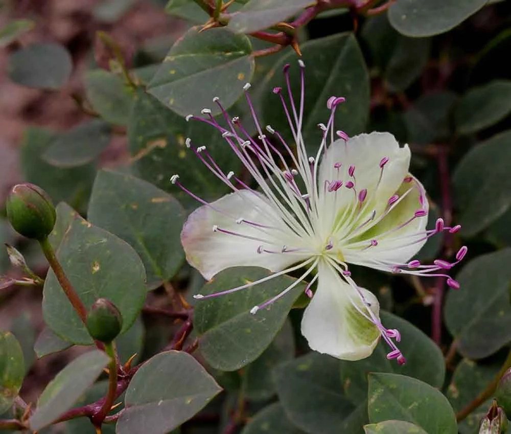 Caper Bush Seeds (Capparis spinosa var. inermis) - 10 Seeds for Culinary & Ornamental Gardens - Image 2