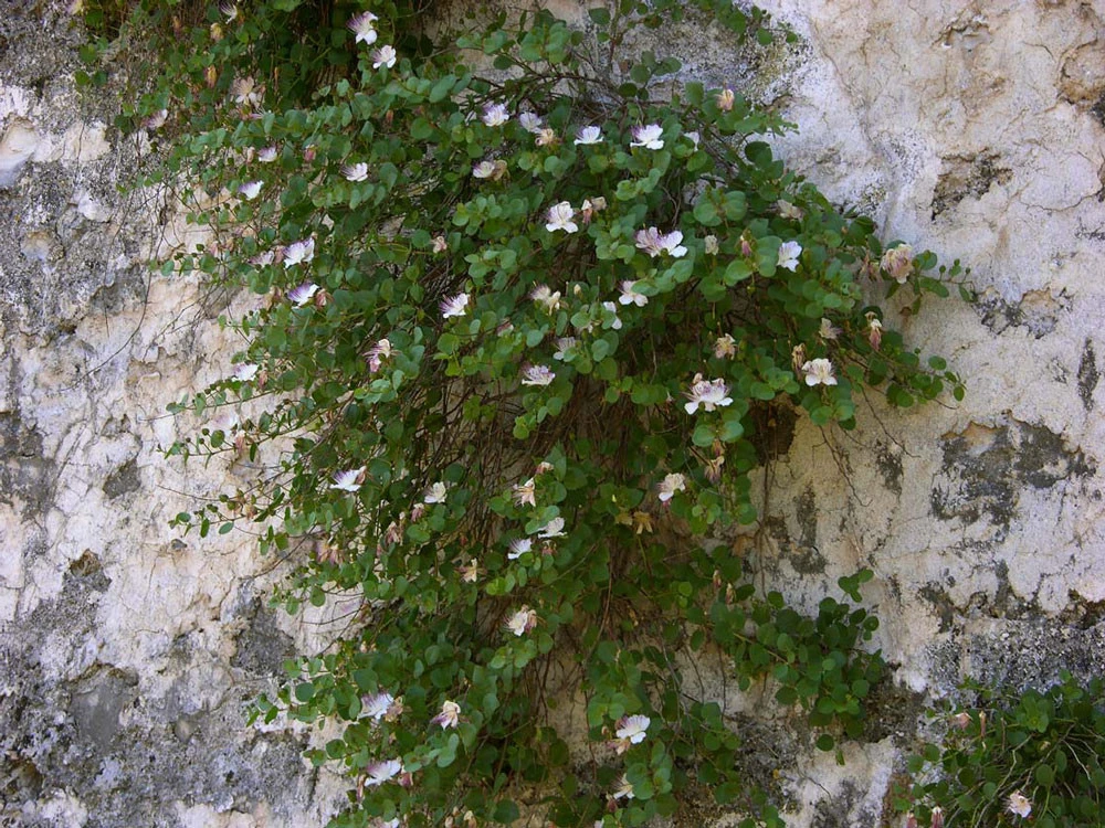 Caper Bush Seeds (Capparis spinosa var. inermis) - 10 Seeds for Culinary & Ornamental Gardens - Image 1