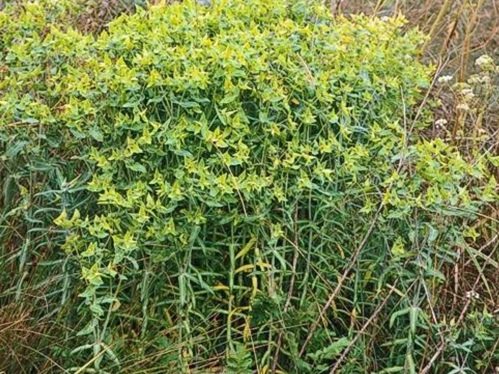 Caper Spurge Seeds - Euphorbia lathyris - 10 Perennial Seeds - Image 2