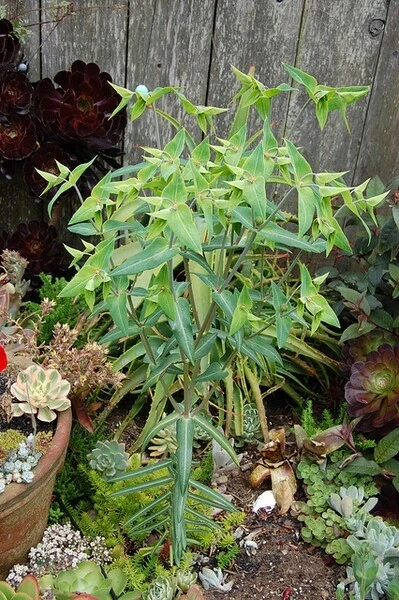 Caper Spurge Seeds - Euphorbia lathyris - 10 Perennial Seeds - Image 3