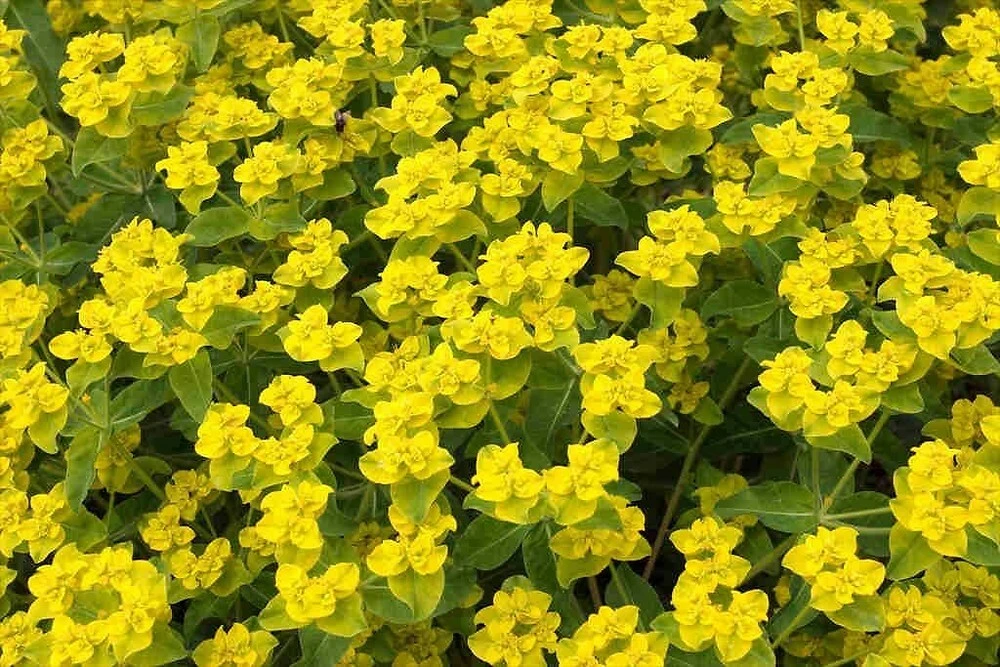Caper Spurge Seeds - Euphorbia lathyris - 10 Perennial Seeds - Image 1
