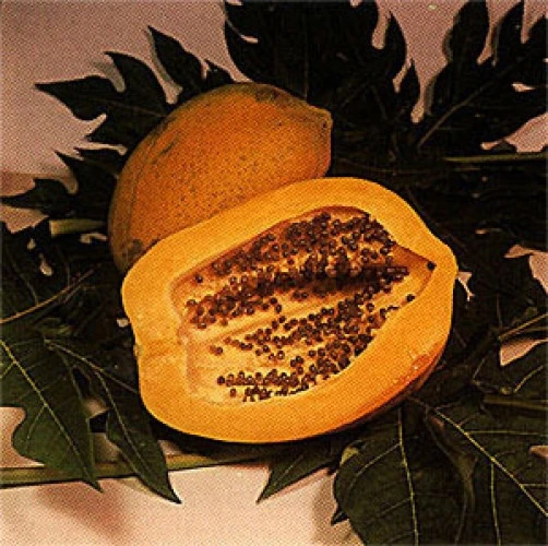 Carica Papaya Sunrise Seeds - 15 Count - Sweet Hawaiian Papaya Fruit Seeds - Image 1