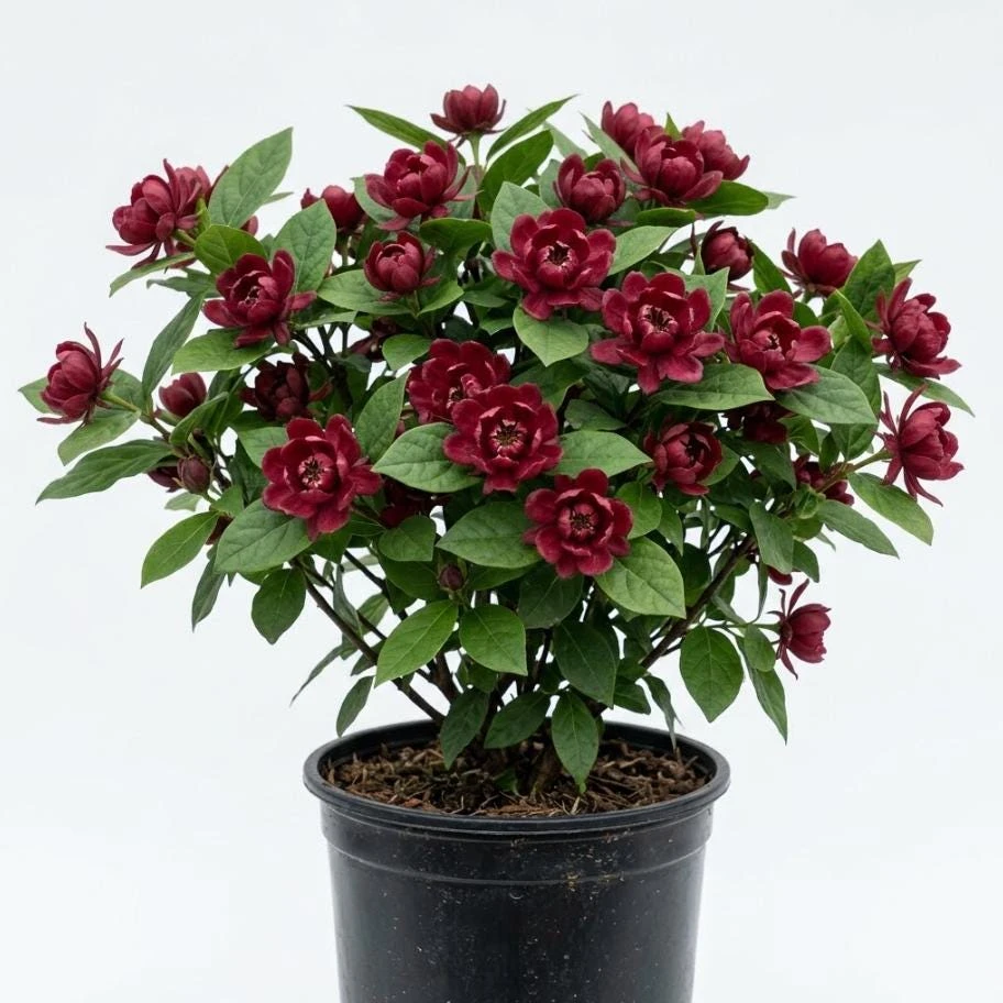 Carolina Allspice Live Plant - Sweet Shrub with Red Blooms, 6-18" Tall, Qt Pot - Image 1