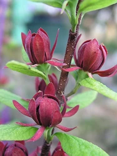Carolina Allspice Sweet Shrub Live Plant – Fragrant Dark Red Blooms, 6-18" Tall, Quart Pot - Image 1