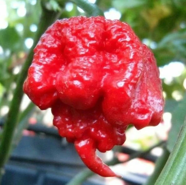 Carolina Reaper Live Plant - Hot Chili Pepper Seedling Red 4" Pot Outdoor - Image 2