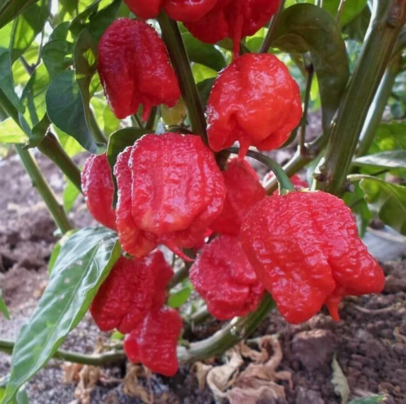 Carolina Reaper Live Plant - Hot Chili Pepper Seedling Red 4" Pot Outdoor - Image 3