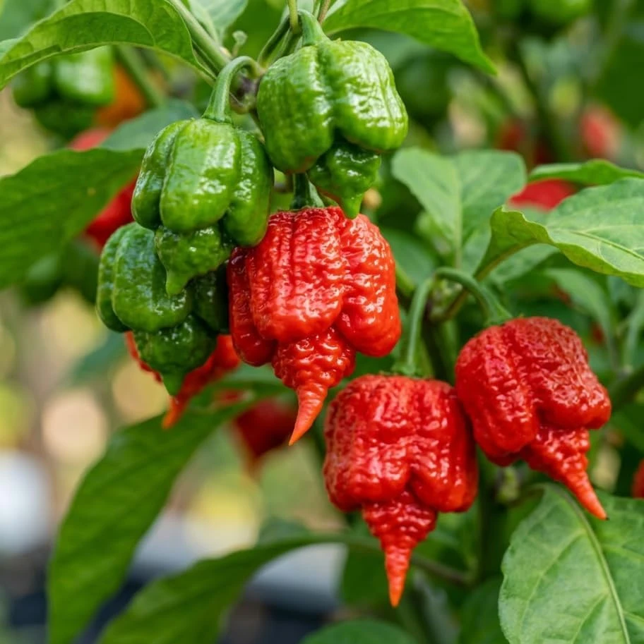 Carolina Reaper Live Plant - Hot Chili Pepper Seedling Red 4" Pot Outdoor - Image 4