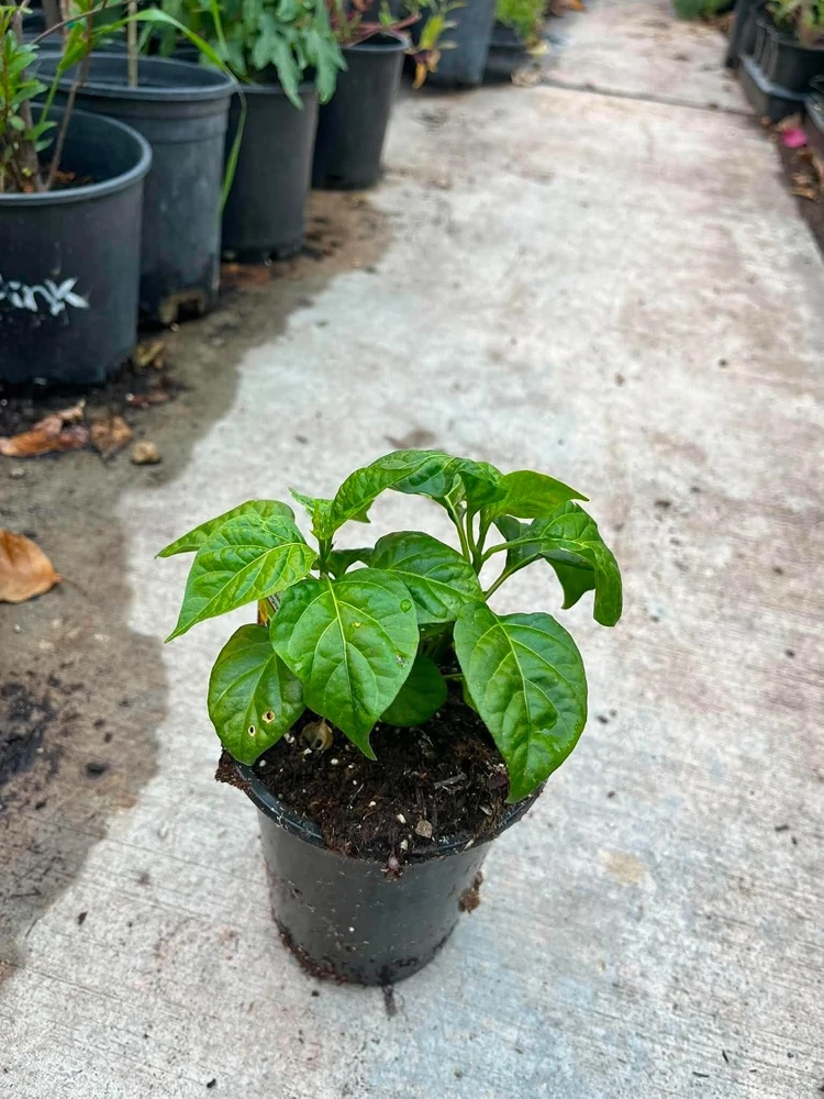 Carolina Reaper Live Plant - Hot Chili Pepper Seedling Red 4" Pot Outdoor - Image 5