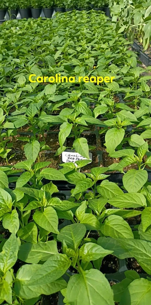 Carolina Reaper Live Plant - Hot Chili Pepper Seedling Red 4" Pot Outdoor - Image 6