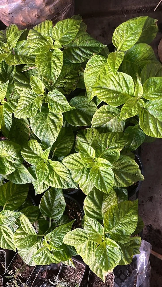 Carolina Reaper Live Plant - Hot Chili Pepper Seedling Red 4" Pot Outdoor - Image 7