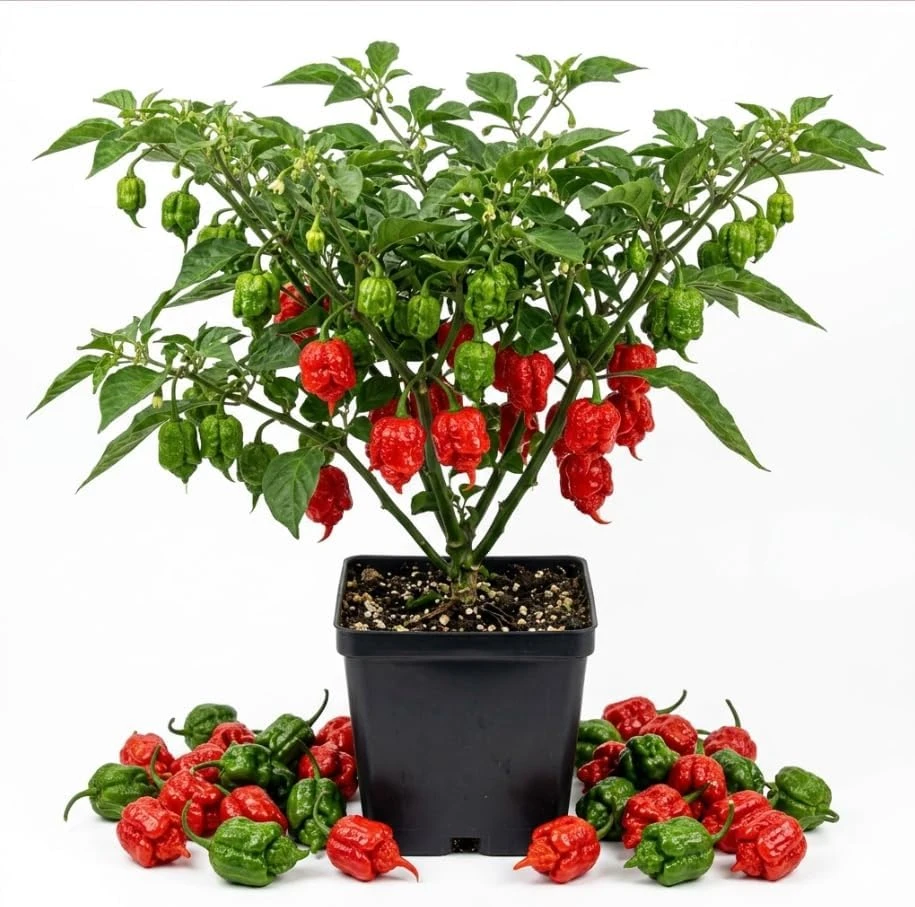 Carolina Reaper Live Plant - Hot Chili Pepper Seedling Red 4" Pot Outdoor - Image 1