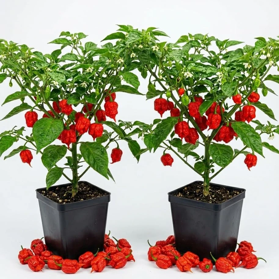 Carolina Reaper Pepper Live Plant – Hottest Chili Peppers – 2 Plants 4" Pot - Image 1