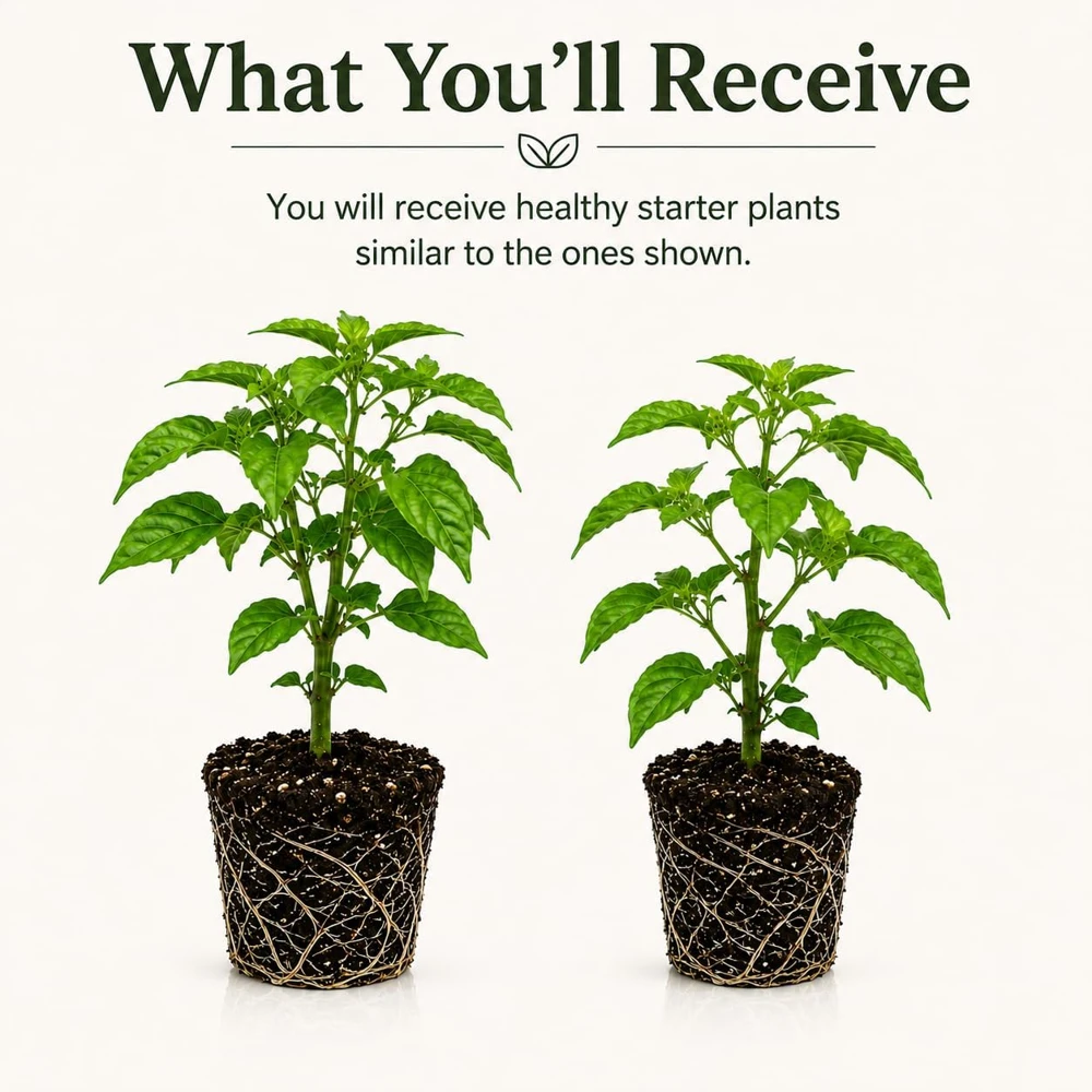 Carolina Reaper Pepper Plants Live, Pack of 2, 4-6 Inch Tall, Hot Chili Peppers for Garden - Image 2