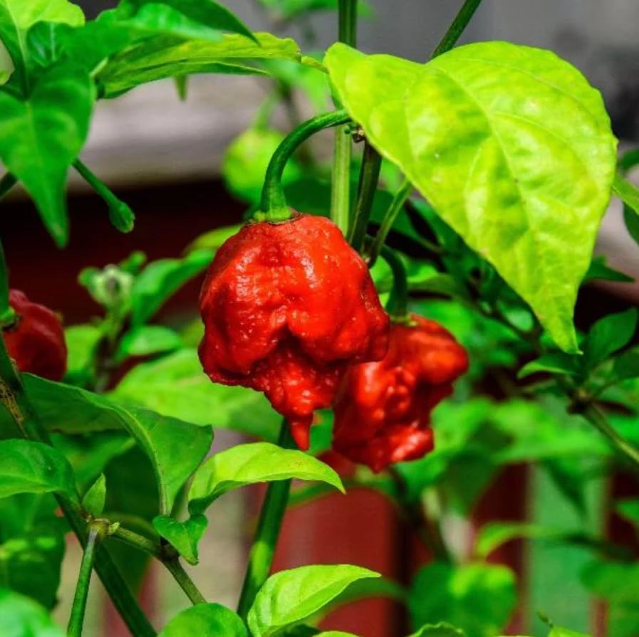 Carolina Reaper Pepper Plants Live, Pack of 2, 4-6 Inch Tall, Hot Chili Peppers for Garden - Image 3