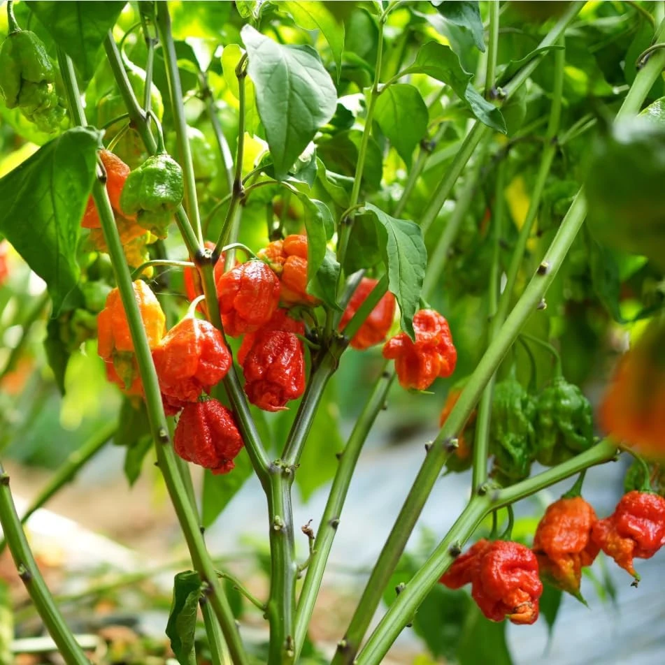 Carolina Reaper Pepper Plants Live, Pack of 2, 4-6 Inch Tall, Hot Chili Peppers for Garden - Image 4