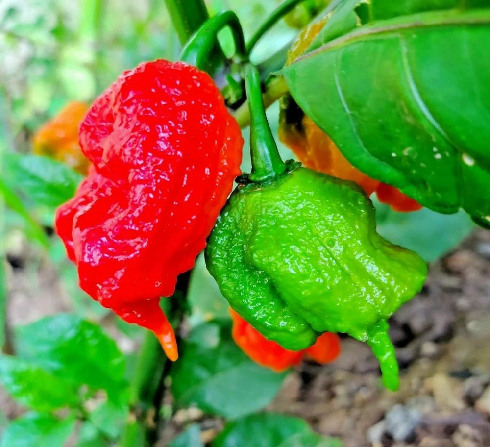 Carolina Reaper Pepper Plants Live, Pack of 2, 4-6 Inch Tall, Hot Chili Peppers for Garden - Image 5