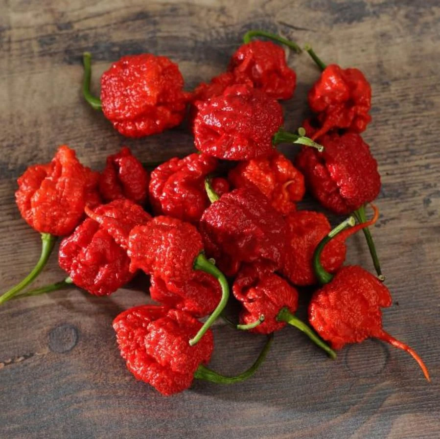 Carolina Reaper Pepper Plants Live, Pack of 2, 4-6 Inch Tall, Hot Chili Peppers for Garden - Image 6