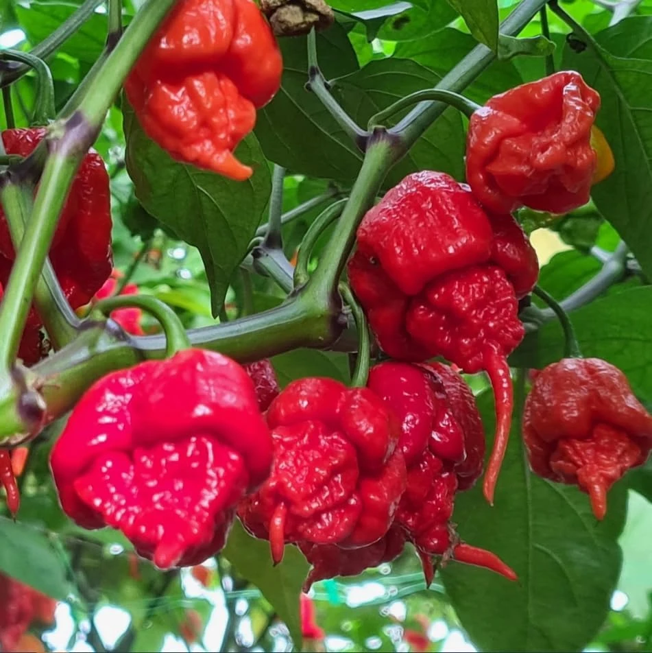 Carolina Reaper Pepper Plants Live, Pack of 2, 4-6 Inch Tall, Hot Chili Peppers for Garden - Image 7