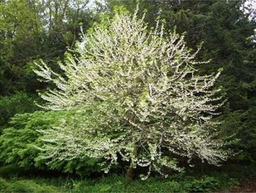 Carolina Silverbell Tree Seeds - Halesia carolina - 10 Seeds - Image 2